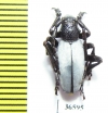 Dorcadion semiargentatum semiargentatum  Iran, E.Azerbaijan prov. - INSECTS-STORE.RU