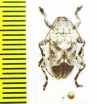 Cerambycidae sp.  Peru - INSECTS-STORE.RU
