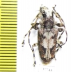 Cerambycidae sp.  Honduras - INSECTS-STORE.RU
