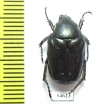 Aethiessa ? rugipennis  Jordan - INSECTS-STORE.RU