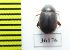 Melolonthinae sp.  Thailand - INSECTS-STORE.RU
