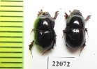 Orphninae sp.  Zambia - INSECTS-STORE.RU