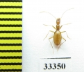 Aphaenops colluvii  France - INSECTS-STORE.RU