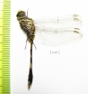 Odonata sp.  Oman - INSECTS-STORE.RU