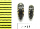 Acmaeodera bipunctata  Turkey - INSECTS-STORE.RU