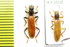 Cleridae sp. Laos - INSECTS-STORE.RU