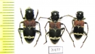 Clerus dealbatus  Russia, Far East - INSECTS-STORE.RU