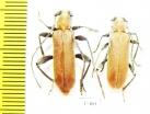 Cerambycidae sp., pair  South Africa Rep. - INSECTS-STORE.RU