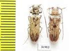 Prosopocera sp.  South Africa Rep. - INSECTS-STORE.RU