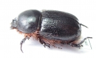 Syrictes sp.  Namibia - INSECTS-STORE.RU