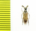 Ripiphoridae, Ptilophorus dufouri, male  Turkey - INSECTS-STORE.RU