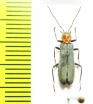 Ischnomera sp.  Turkey, Amasya prov. - INSECTS-STORE.RU