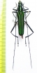 Chloridolum scytalicum  Malaysia, Borneo - INSECTS-STORE.RU