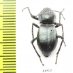 Cyphogenia lucifuga  Azerbaijan - INSECTS-STORE.RU