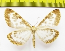 Geometridae sp.  Nepal - INSECTS-STORE.RU