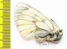 Parnassius mnemosyne caucasia  Armenia - INSECTS-STORE.RU