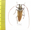 Cerambycidae sp.  Ecuador - INSECTS-STORE.RU