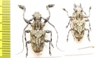 Cerambycidae sp., pair  Peru - INSECTS-STORE.RU