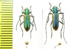 Chrysoprasis auriventris, pair  Argentina - INSECTS-STORE.RU