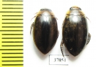 Dytiscidae sp.  South Africa Rep. - INSECTS-STORE.RU