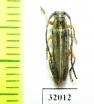 Phytoecia cinctipennis  Russia, Tuva reg. - INSECTS-STORE.RU