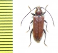 Callidiellum rufipenne  Japan - INSECTS-STORE.RU