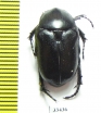 Aethiessa ? rugipennis  Iran, Kurdistan prov. - INSECTS-STORE.RU