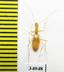 Aphaenops chappuisi  France - INSECTS-STORE.RU
