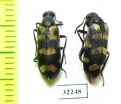 Meloidae sp.  South Africa Rep. - INSECTS-STORE.RU