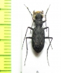 Stenolophyra saraliensis  Tanzania - INSECTS-STORE.RU