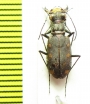 Cicindela sp.  USA, Arizona - INSECTS-STORE.RU