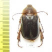 Sparrmannia sp.  Congo - INSECTS-STORE.RU