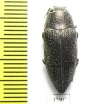 Lampetis svobodai  Oman - INSECTS-STORE.RU