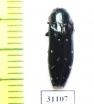 Coraebus sp.  Philippines - INSECTS-STORE.RU