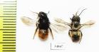 Hymenoptera sp.  Russia, Tver reg. - INSECTS-STORE.RU