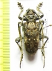 Phrynetopsis trituberculata  Tanzania - INSECTS-STORE.RU