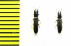 Colydium lineola  USA - INSECTS-STORE.RU
