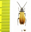 Ischnomera sp.  Turkey, Tunceli prov. - INSECTS-STORE.RU