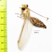 Ascalaphidae sp.  Tajikistan - INSECTS-STORE.RU