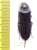 Cephalodendron sp.  Madagascar 25mm - INSECTS-STORE.RU