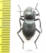 Cyphogenia lucifuga  Russia, Daghestan reg. - INSECTS-STORE.RU