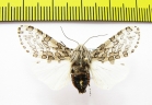 Erebidae sp.  Bolivia - INSECTS-STORE.RU