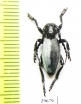 Dorcadion semiargentatum sarabense  Iran, E.Azerbaijan prov. - INSECTS-STORE.RU
