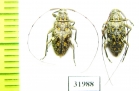 Atrypanius sp.  Peru - INSECTS-STORE.RU