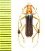 Compsocerus violaceus  Argentina - INSECTS-STORE.RU