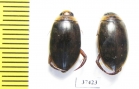 Dytiscidae sp.  South Africa Rep. - INSECTS-STORE.RU