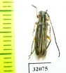 Phytoecia cinctipennis  Russia, Tuva reg. - INSECTS-STORE.RU