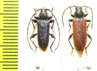 Callidiellum rufipenne, pair  Rissia, Krasnodar reg. - INSECTS-STORE.RU