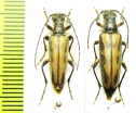 Dokhtouroffia nebulosa, pair  Kazakhstan - INSECTS-STORE.RU
