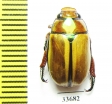 Anoplognathus rothschildti  Australia - INSECTS-STORE.RU